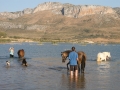Taking a swim with the Horses