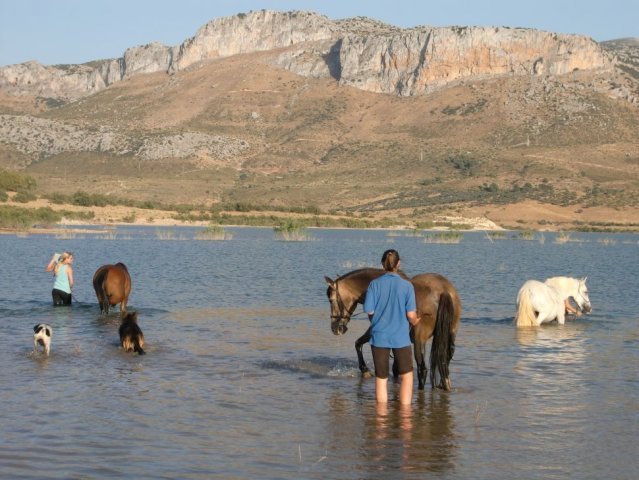Taking a swim with the Horses